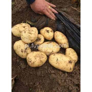tengzhou świeże ziemniaki na eksport